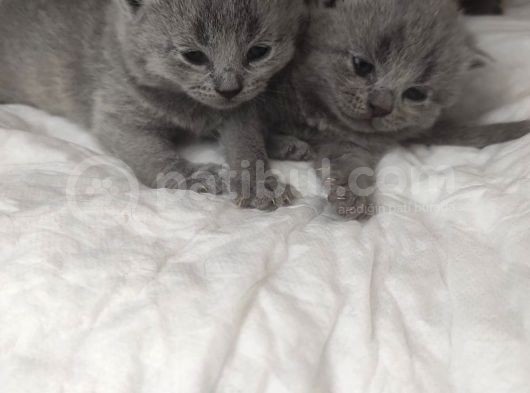 Safkan Bri̇ti̇sh Shorthai̇r Yavrularimiz görsel