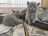Safkan Bri̇ti̇sh Shorthai̇r Yavrularimiz