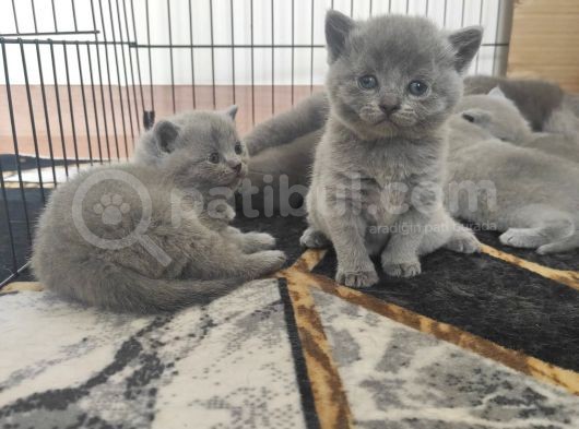 Safkan Bri̇ti̇sh Shorthai̇r Yavrularimiz