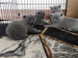 Safkan Bri̇ti̇sh Shorthai̇r Yavrularimiz