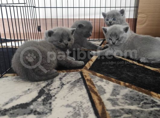 Safkan Bri̇ti̇sh Shorthai̇r Yavrularimiz görsel