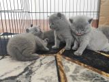 Safkan Bri̇ti̇sh Shorthai̇r Yavrularimiz