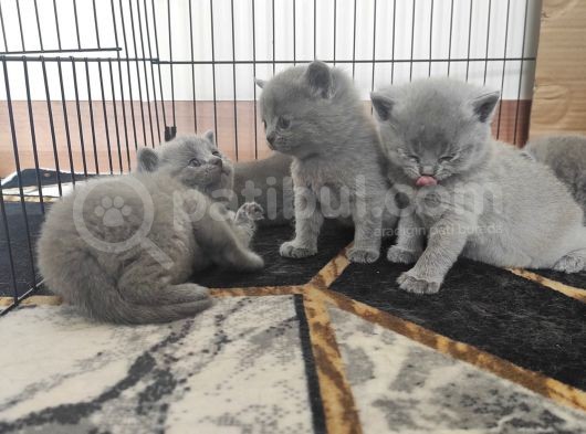 Safkan Bri̇ti̇sh Shorthai̇r Yavrularimiz görsel