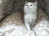 Beyaz Longhair Erkek
