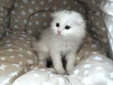 Beyaz Fold Longhair Erkek
