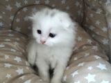 Beyaz Fold Longhair Erkek