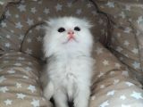 Beyaz Fold Longhair Erkek