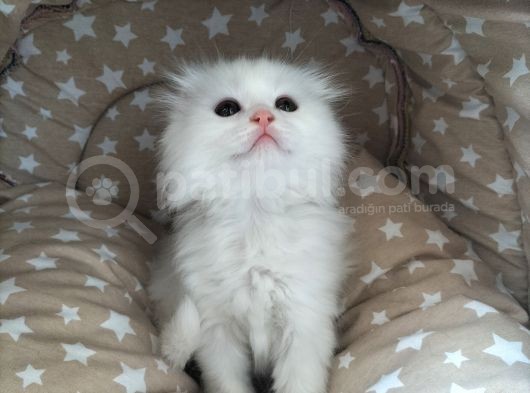 Beyaz Fold Longhair Erkek görsel