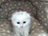 Beyaz Fold Longhair Erkek