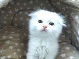 Beyaz Fold Longhair Erkek