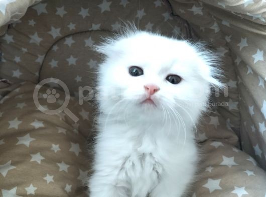 Beyaz Fold Longhair Erkek görsel