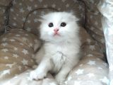 Beyaz Fold Longhair Erkek