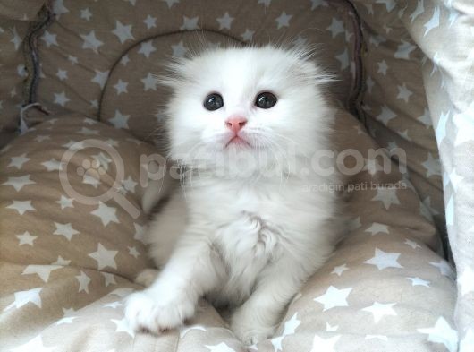 Beyaz Fold Longhair Erkek görsel