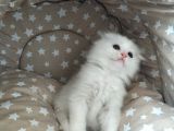 Beyaz Fold Longhair Erkek