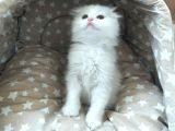 Beyaz Fold Longhair Erkek