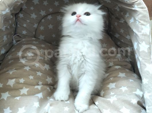 Beyaz Fold Longhair Erkek görsel