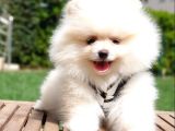 Orjinal Pomeranian Boo Yavrularımız