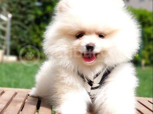 Orjinal Pomeranian Boo Yavrularımız görsel