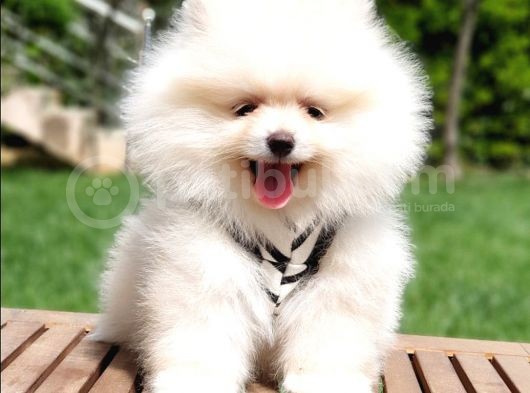 Orjinal Pomeranian Boo Yavrularımız görsel