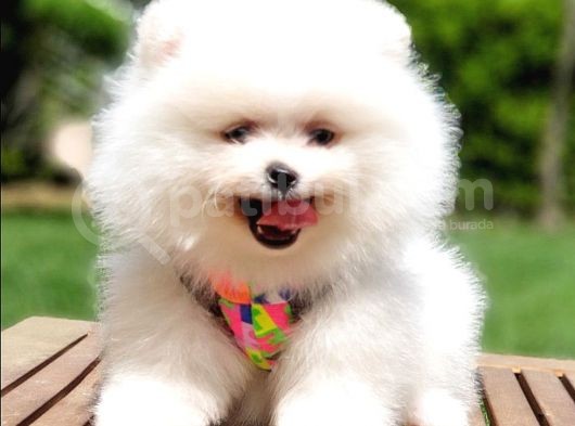 Orjinal Pomeranian Boo Yavrularımız görsel