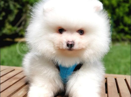Teddy Face Pomeranian Boo Yavrularımız görsel
