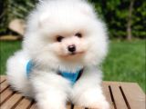 Teddy Face Pomeranian Boo Yavrularımız