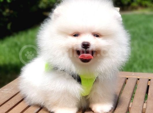Teddy Face Pomeranian Boo Yavrularımız görsel