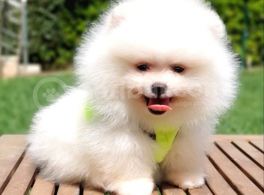 Teddy Face Pomeranian Boo Yavrularımız görsel