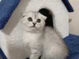 Scottish Fold 2 Aylık Yavrumuz Yeni Yuvasını Arıyoruz