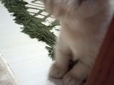 Scottish Fold 2 Aylık Yavrumuz Yeni Yuvasını Arıyoruz