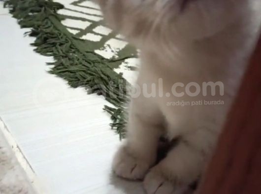 Scottish Fold 2 Aylık Yavrumuz Yeni Yuvasını Arıyoruz görsel