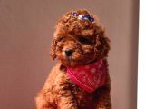 Safkan Toy Poodle