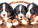 Şecereli Mikrocipli Bernese Dağ Köpeği Yavrularımız