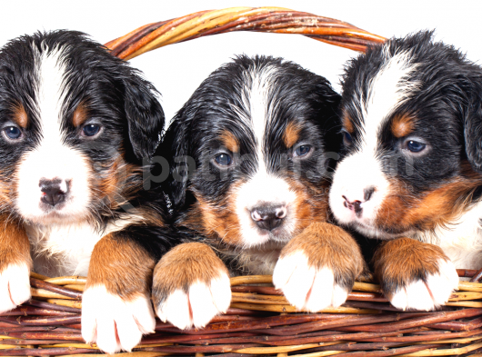 Şecereli Mikrocipli Bernese Dağ Köpeği Yavrularımız