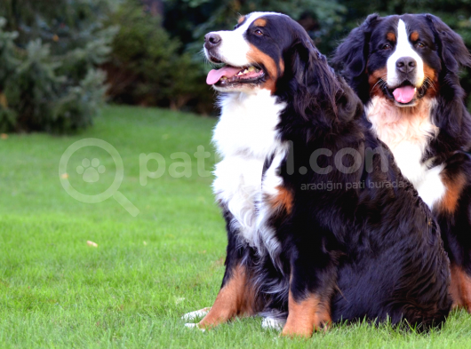 Şecereli Mikrocipli Bernese Dağ Köpeği Yavrularımız görsel
