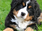 A Kalite Bernese Dağ Köpeği Yavrularımız