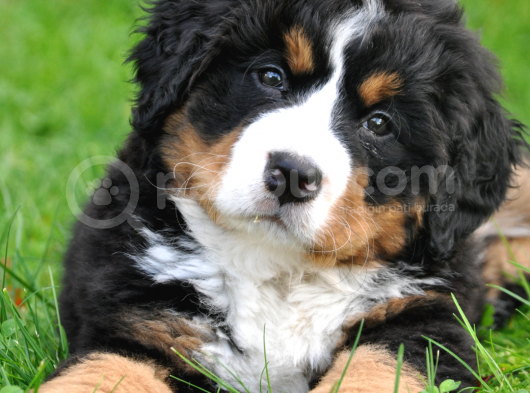 A Kalite Bernese Dağ Köpeği Yavrularımız