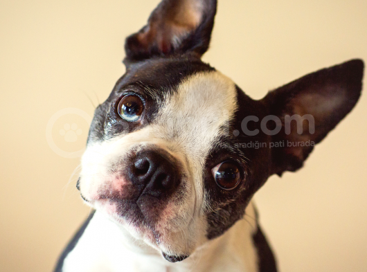 Şecereli Boston Terrier Yavrularımız