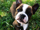 Yok Böyle Bir Güzellik Boston Terrier Yavrularımız