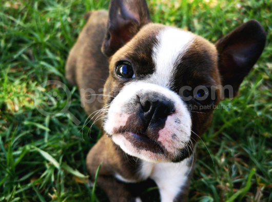 Yok Böyle Bir Güzellik Boston Terrier Yavrularımız görsel