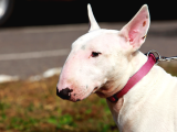 A Kalite Bull Terrier Yavrularımız
