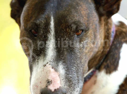 A Kalite Bull Terrier Yavrularımız görsel