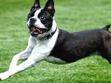 Yok Böyle Bir Güzellik Boston Terrier Yavrularımız