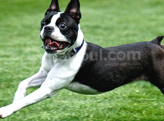 Yok Böyle Bir Güzellik Boston Terrier Yavrularımız
