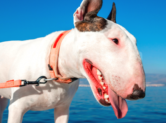 Orjinal Bull Terrier Erkek Ve Dişi Yavrularımız görsel
