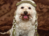 Safkan Cockapoo Bebeklerimiz