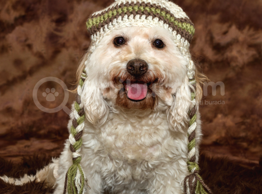Safkan Cockapoo Bebeklerimiz görsel