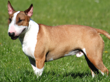 Orjinal Bull Terrier Erkek Ve Dişi Yavrularımız