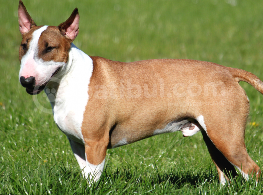 Orjinal Bull Terrier Erkek ve Dişi Yavrularımız