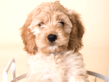 Safkan Cockapoo Bebeklerimiz